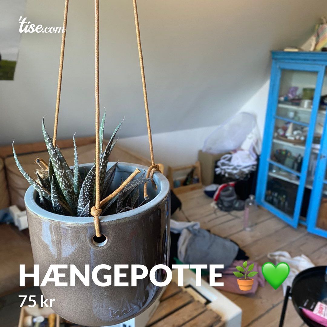 Hængepotte 🪴💚