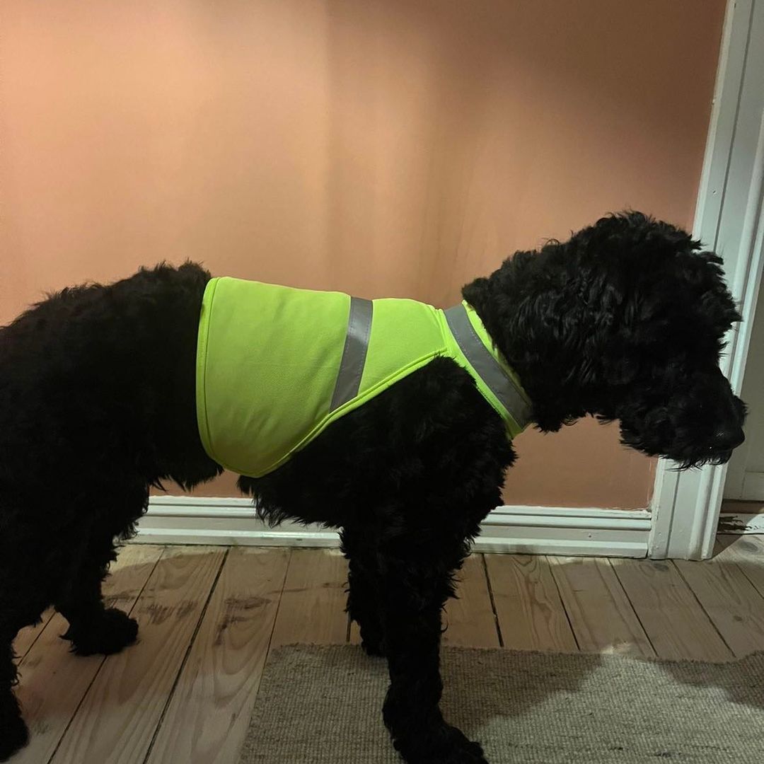 Refleksvest til hund