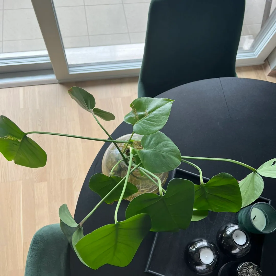 Monstera stikling