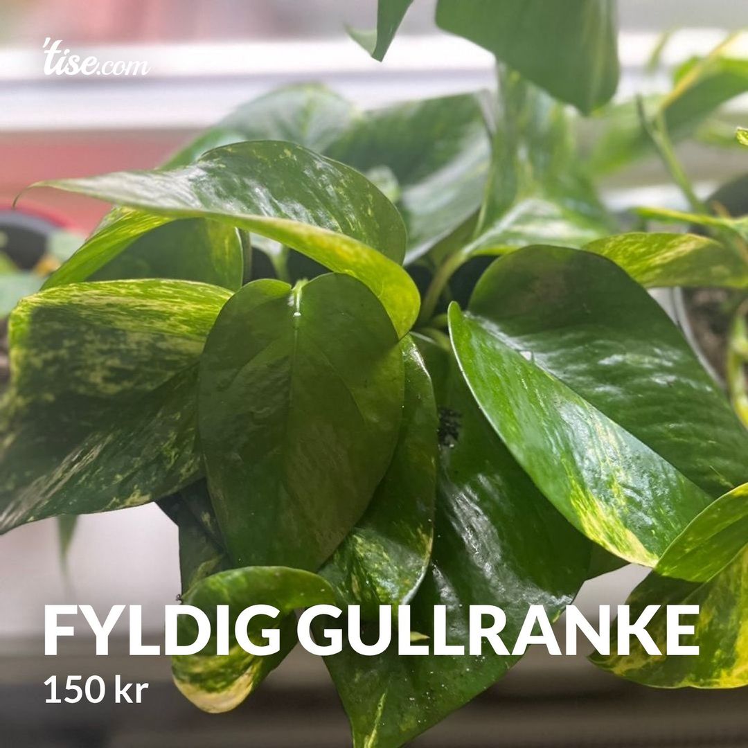 Fyldig gullranke