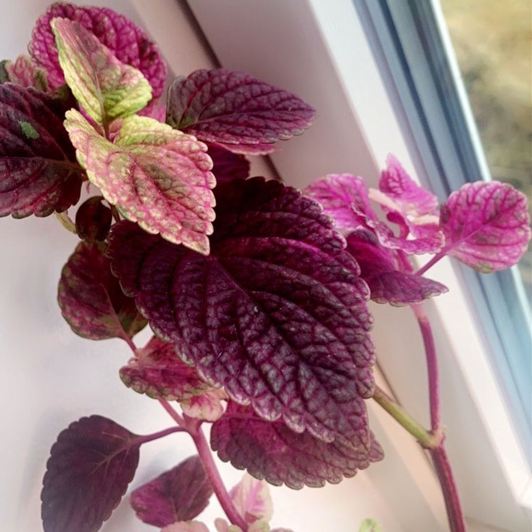 Coleus/praktspragle