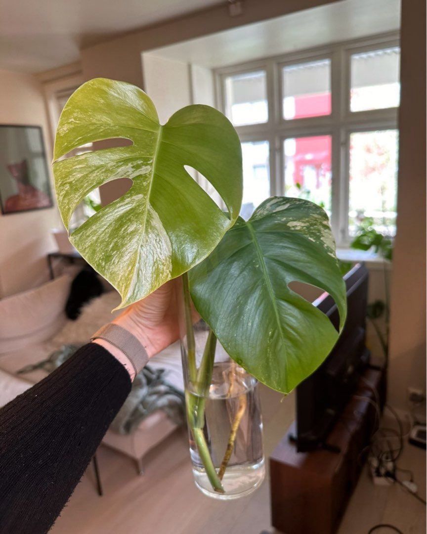 Monstera variegata