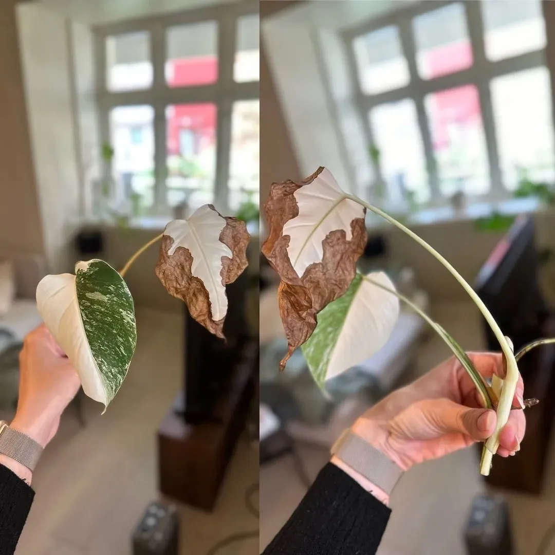 Monstera variegata