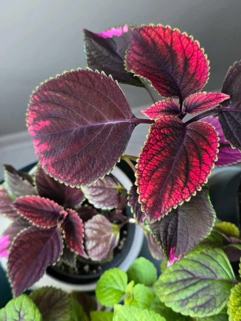 Hot Lips Coleus