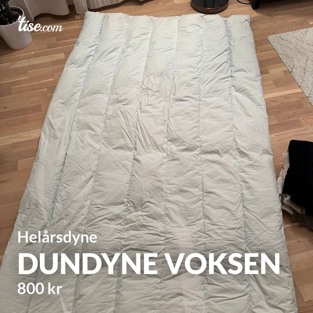 Dundyne voksen