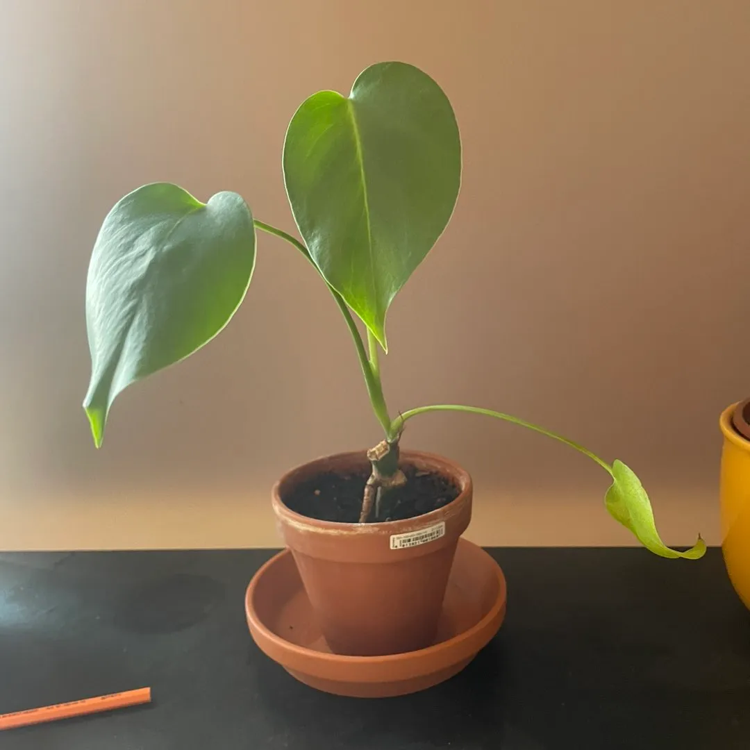 Monstera avleggere