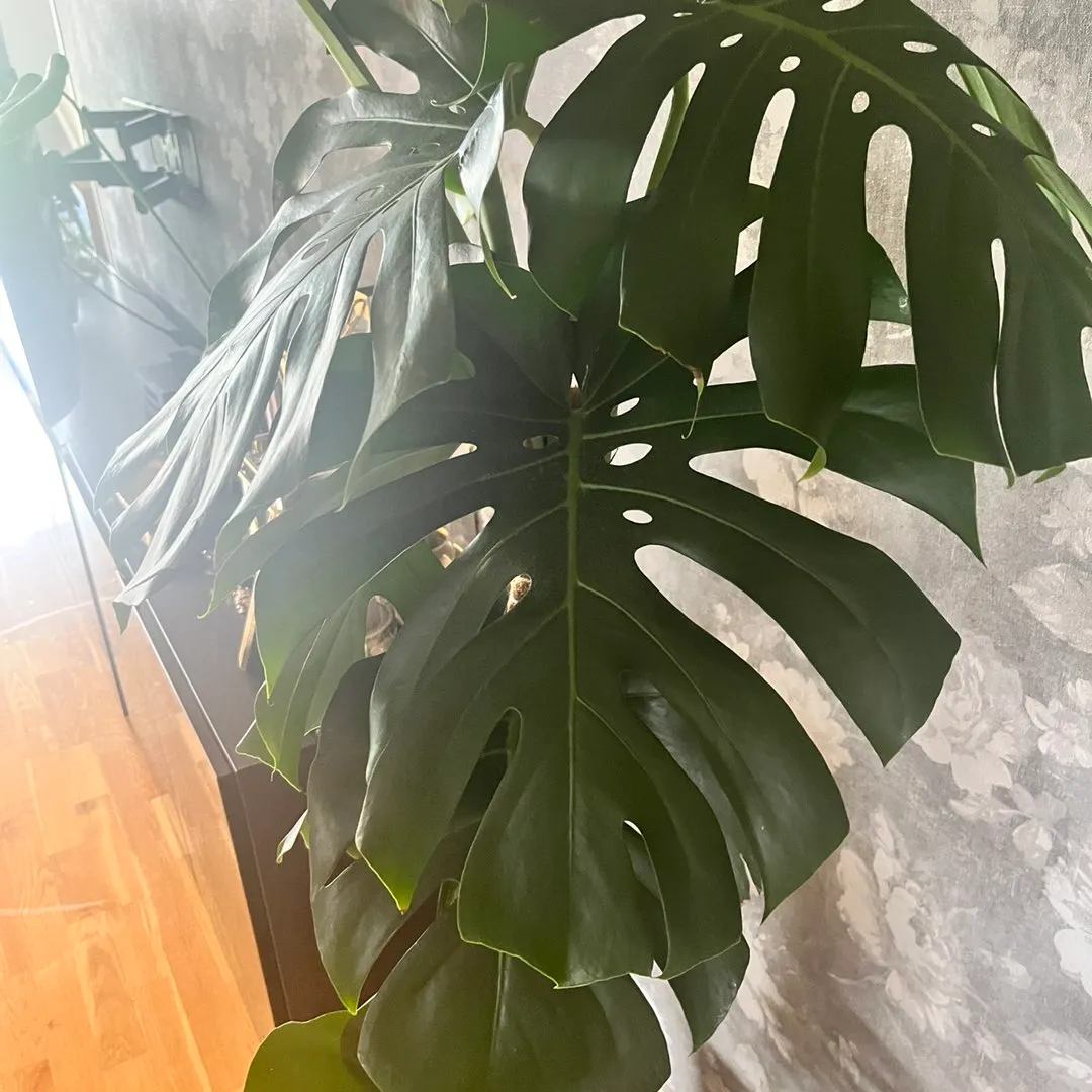 Monstera plante