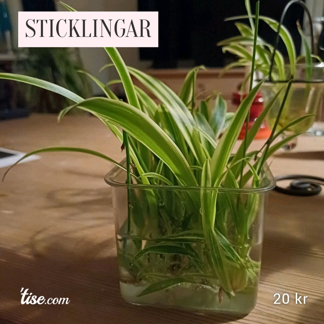 Sticklingar