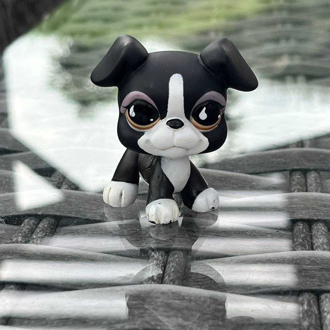 LPS BLACK BOXER #826