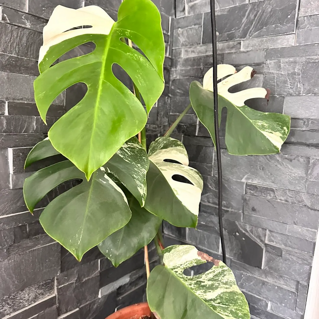 Monstera deliciosa