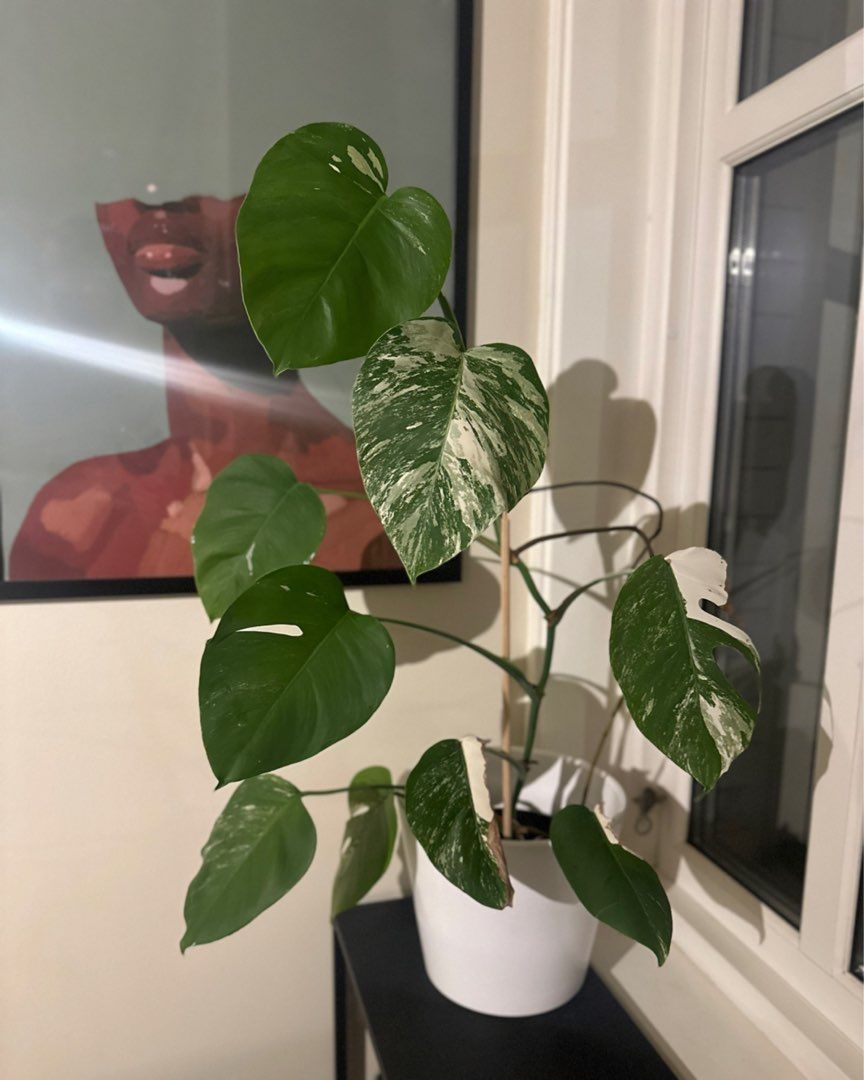 Monstera variegata