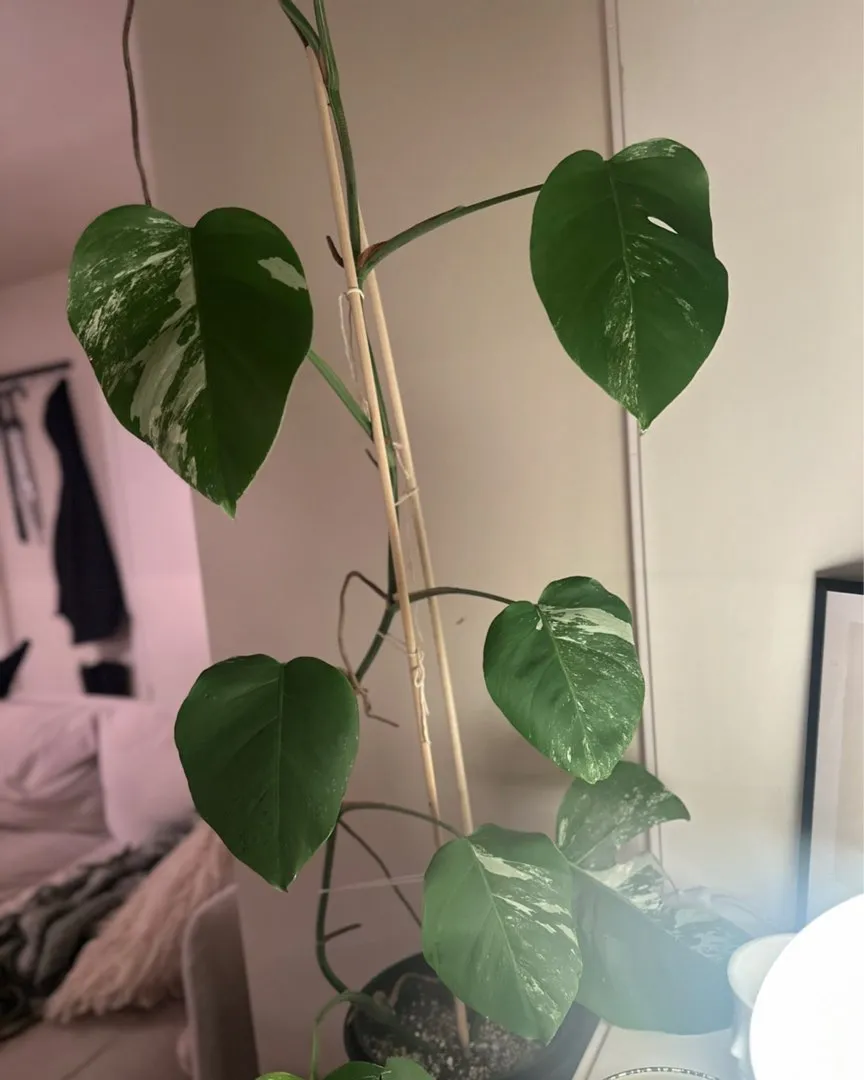 Monstera variegata