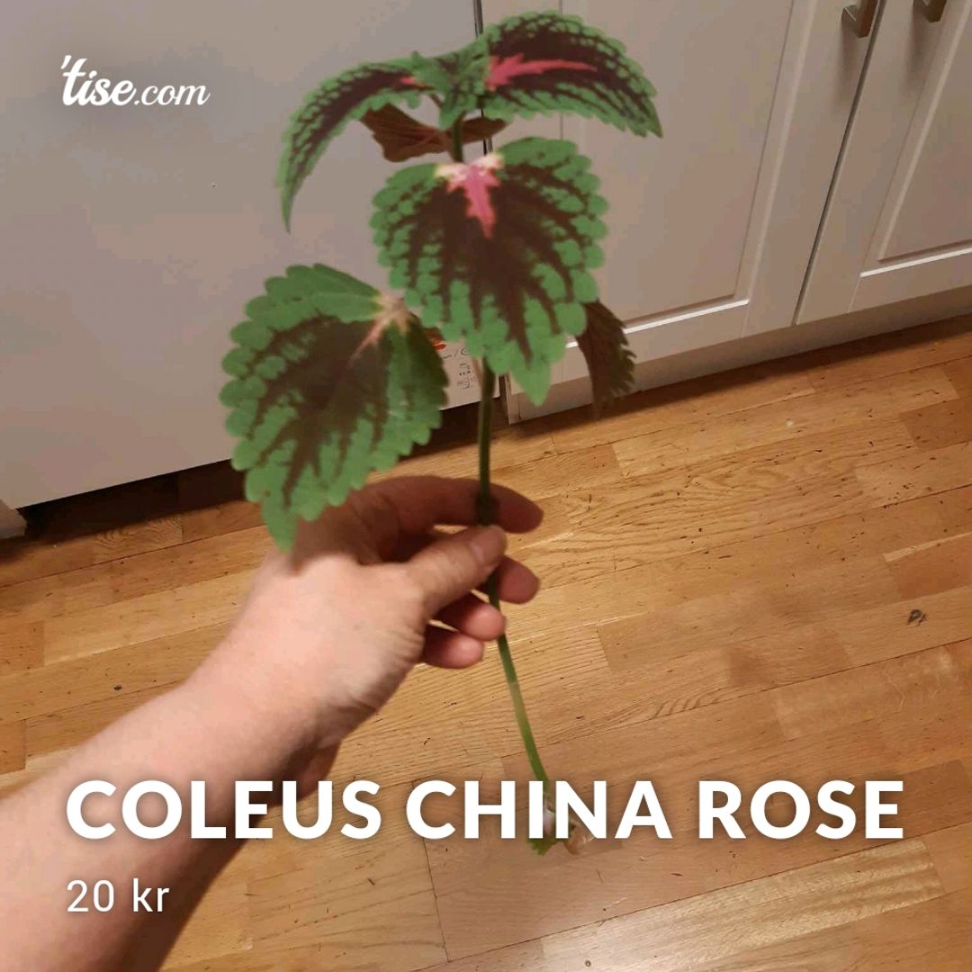 Coleus China Rose