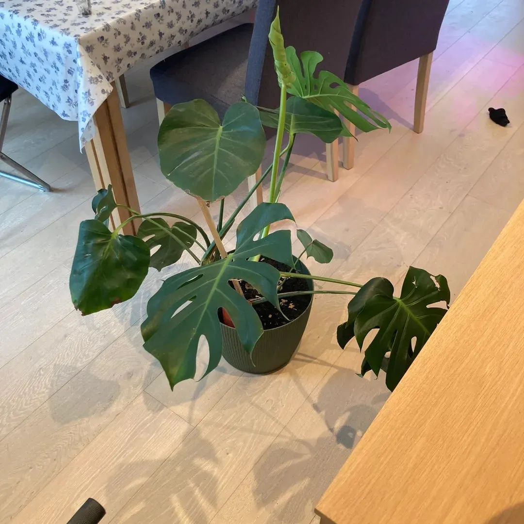 Monstera