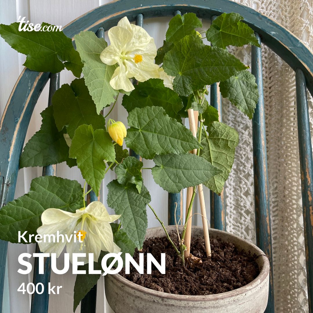 Stuelønn