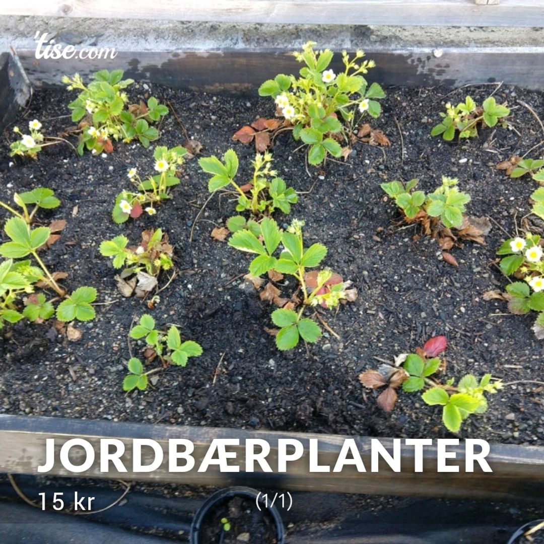 Jordbærplanter