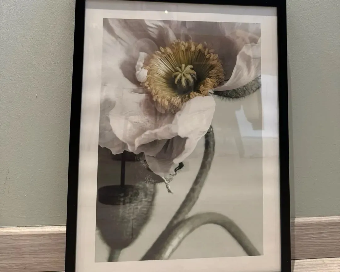 White Poppy Close Up