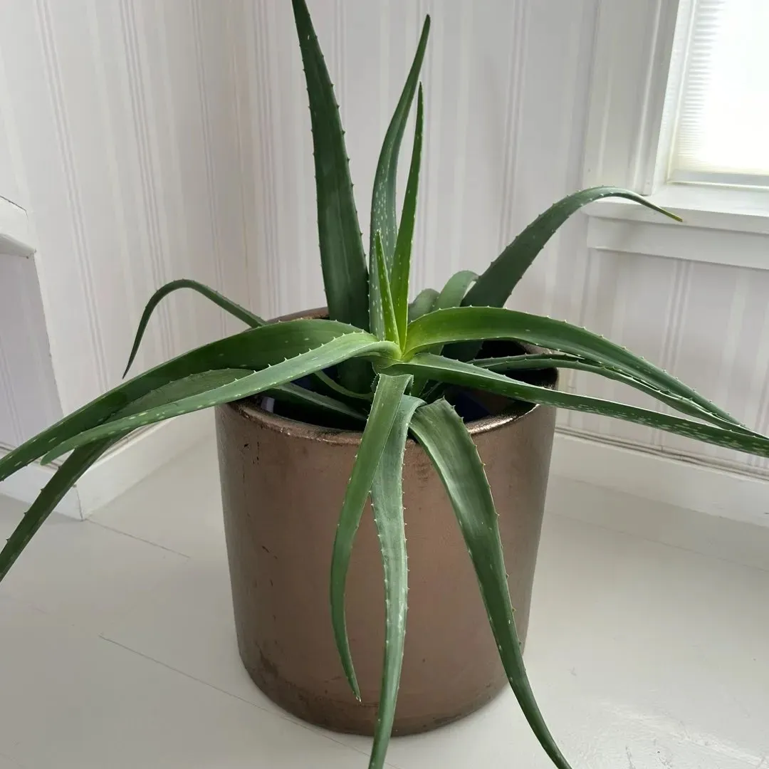 Aloe vera plante