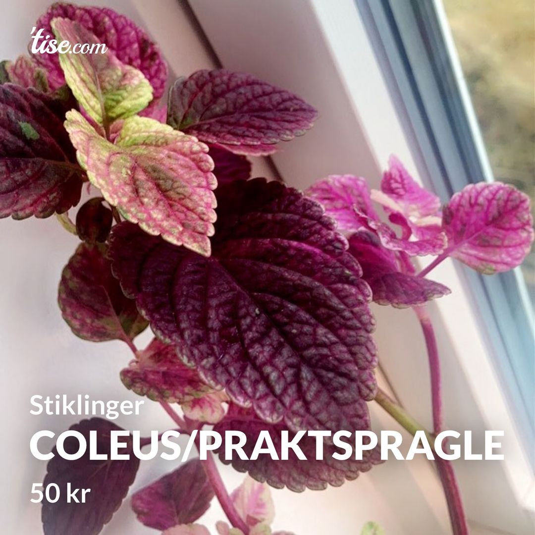 Coleus/praktspragle