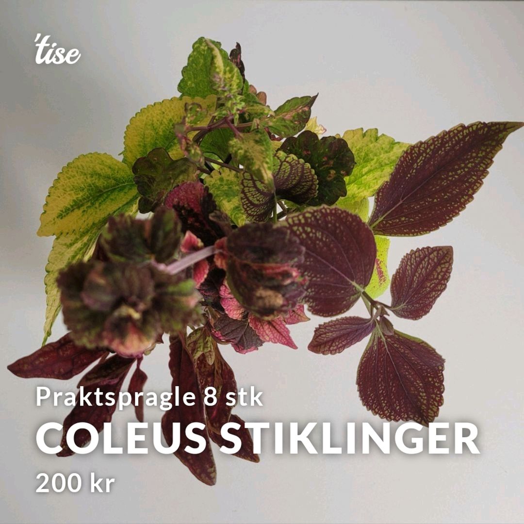 Coleus stiklinger