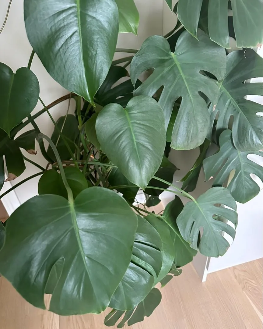 Stor Monstera