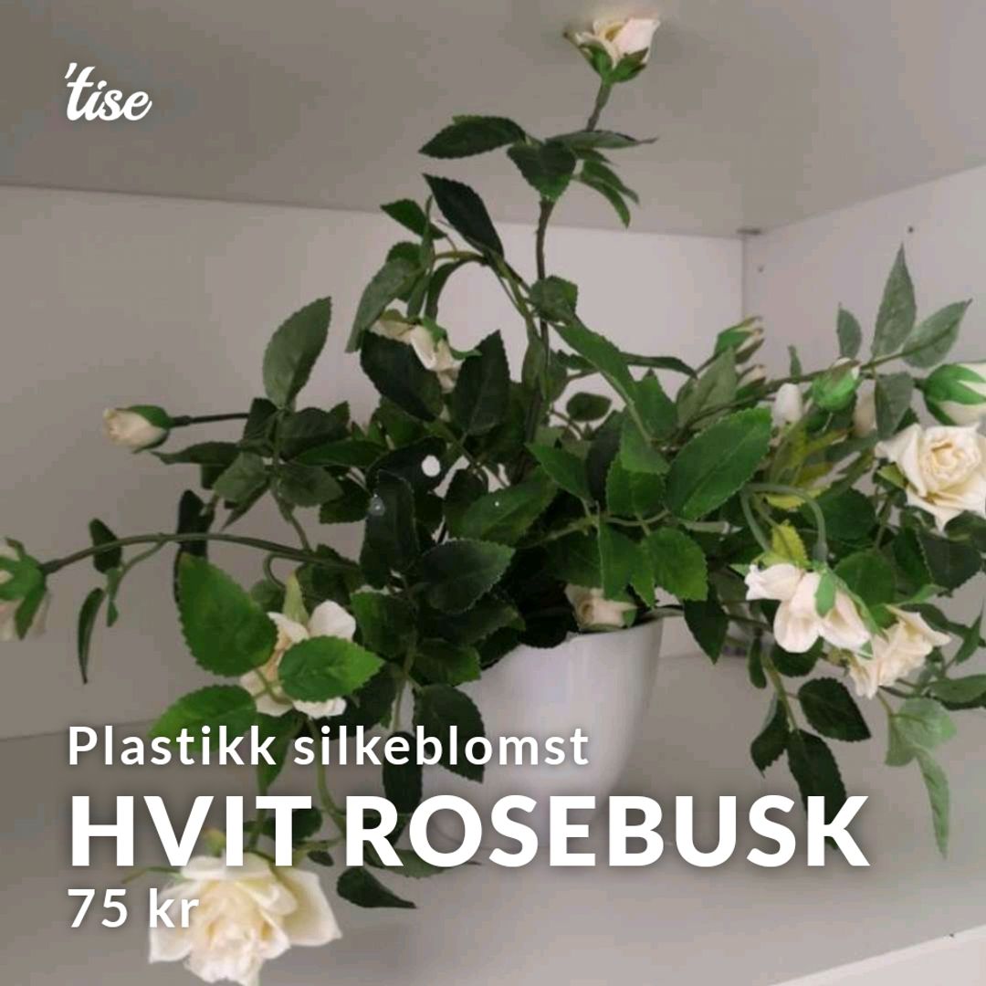 Hvit Rosebusk