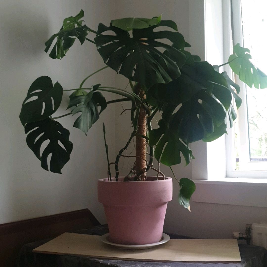 Monstera Deliciosa