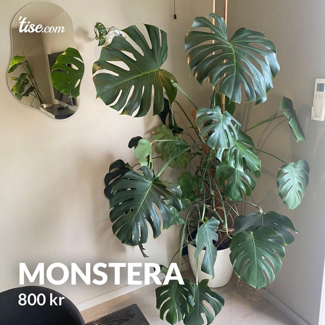 Monstera