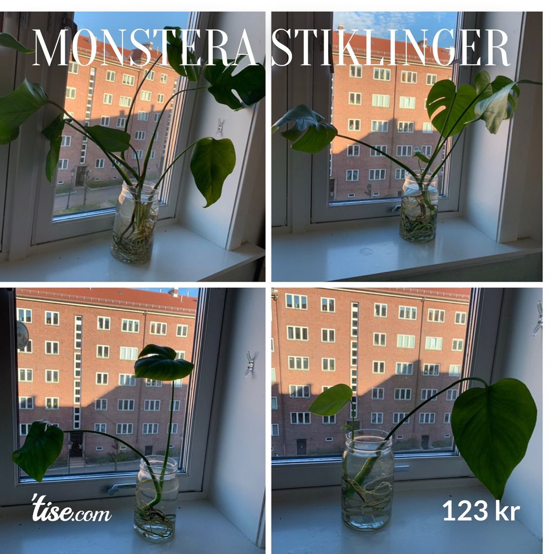 Monstera stiklinger