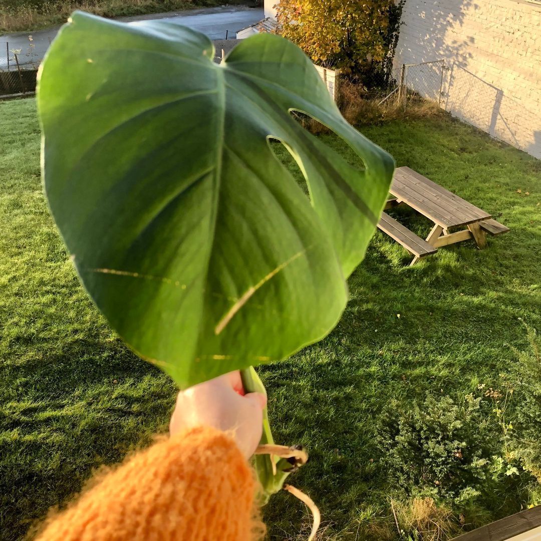 Monstera Stikling