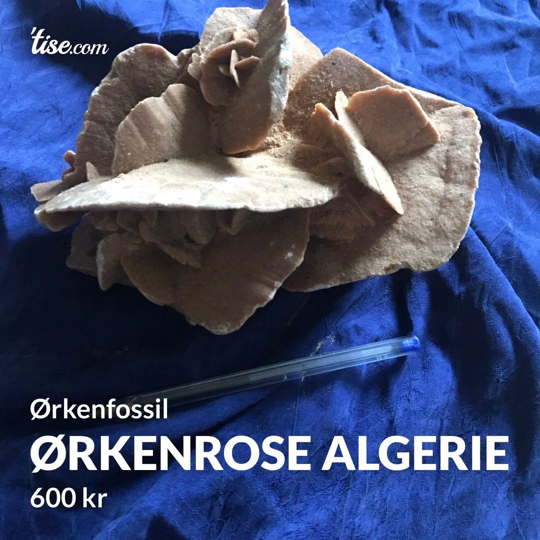 Ørkenrose Algerie