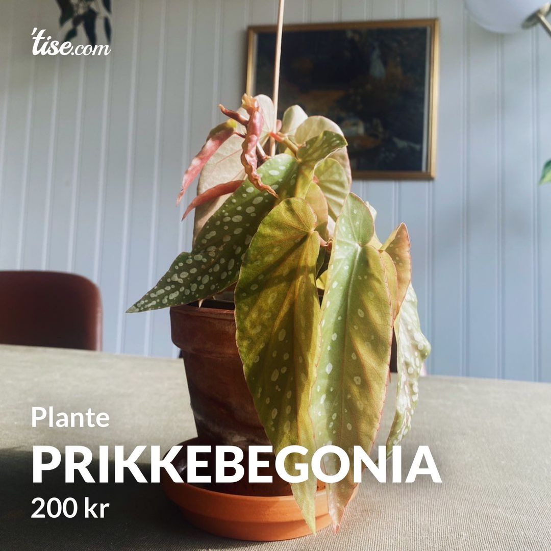 Prikkebegonia