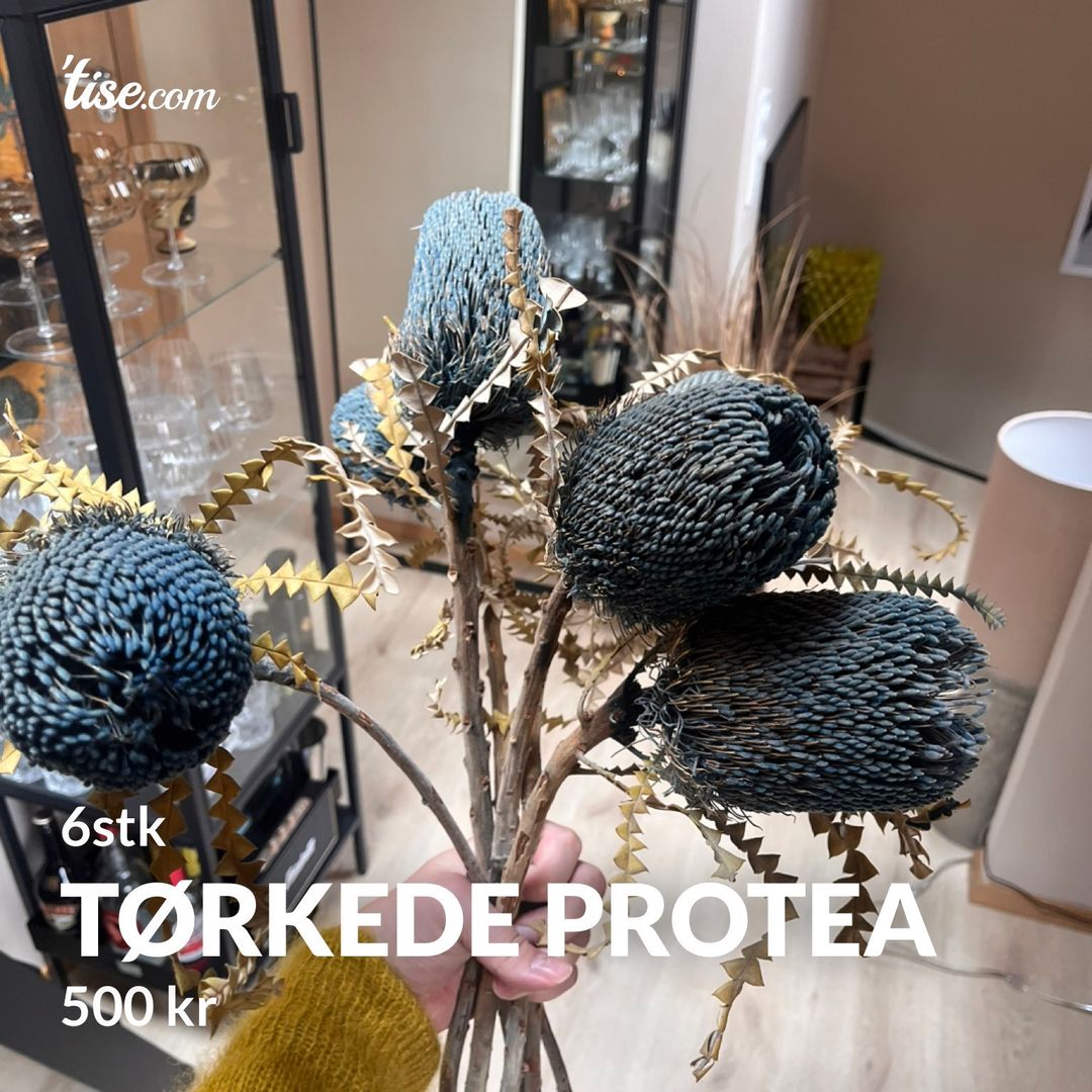 Tørkede protea