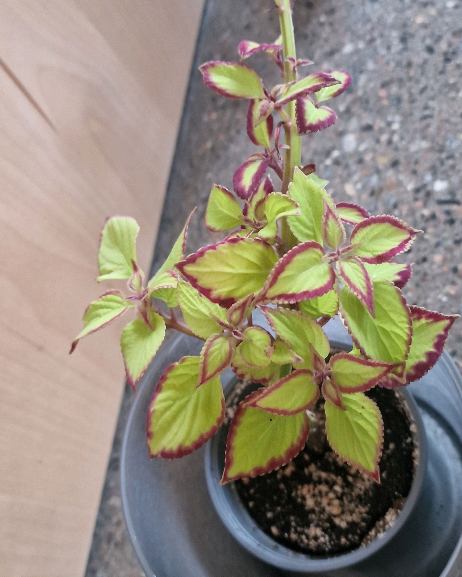 Praktsplante Coleus