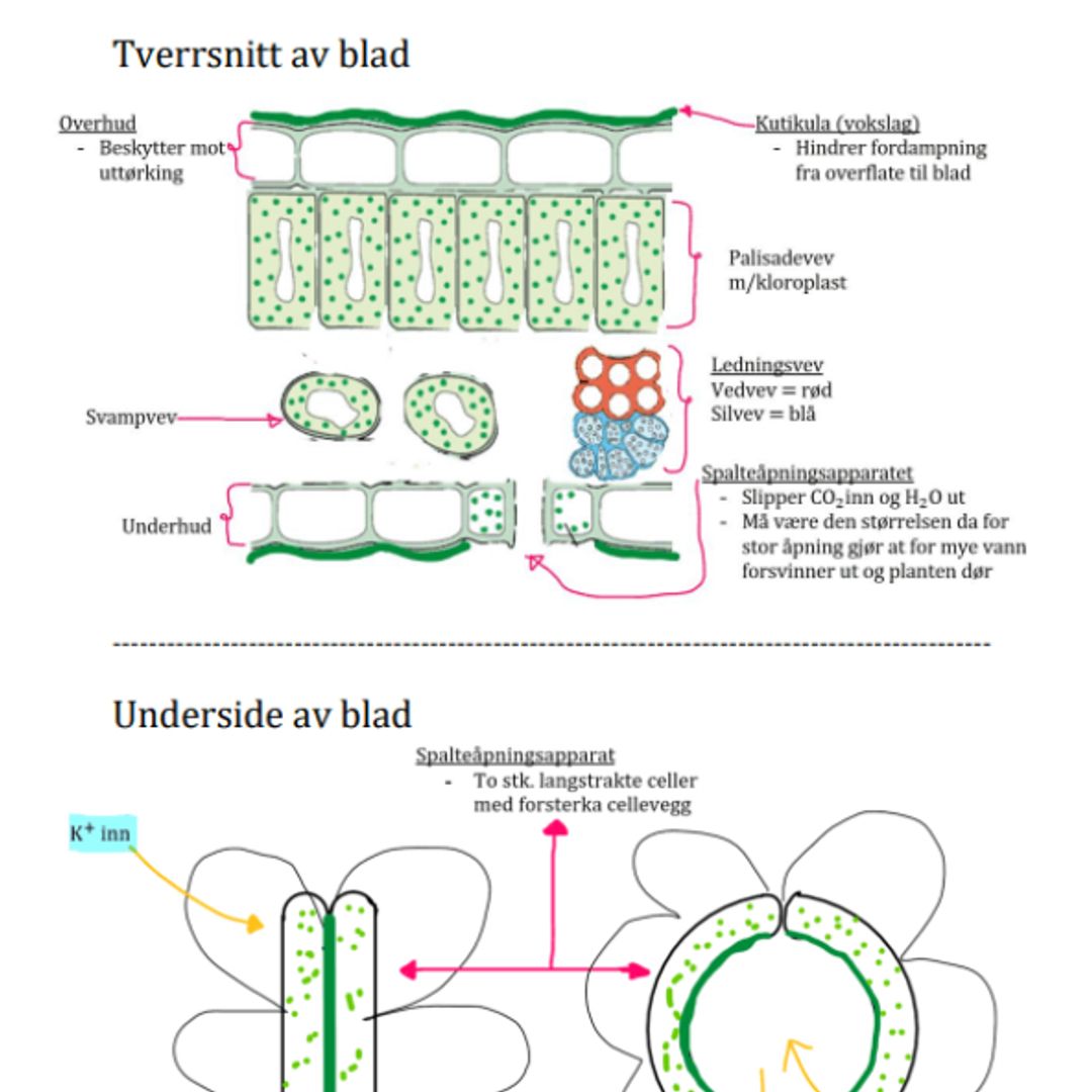 Biologi 1