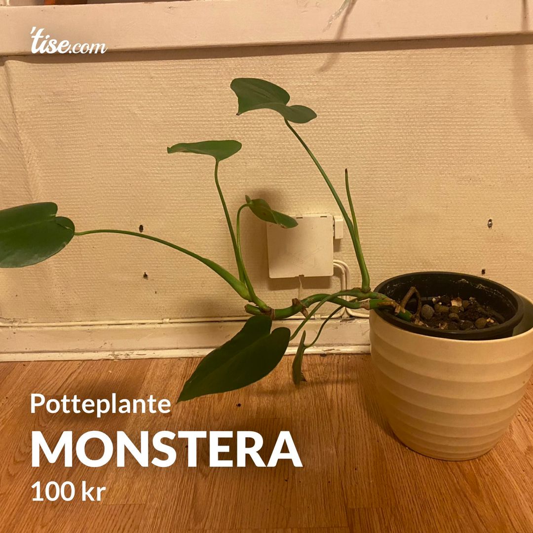 Monstera