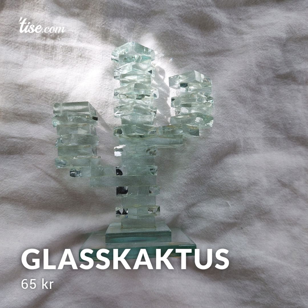 Glasskaktus