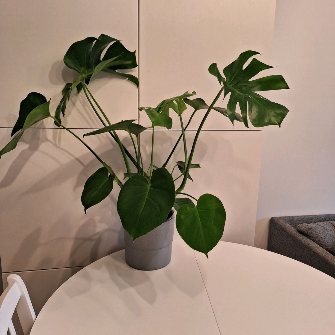 Stor Monstera