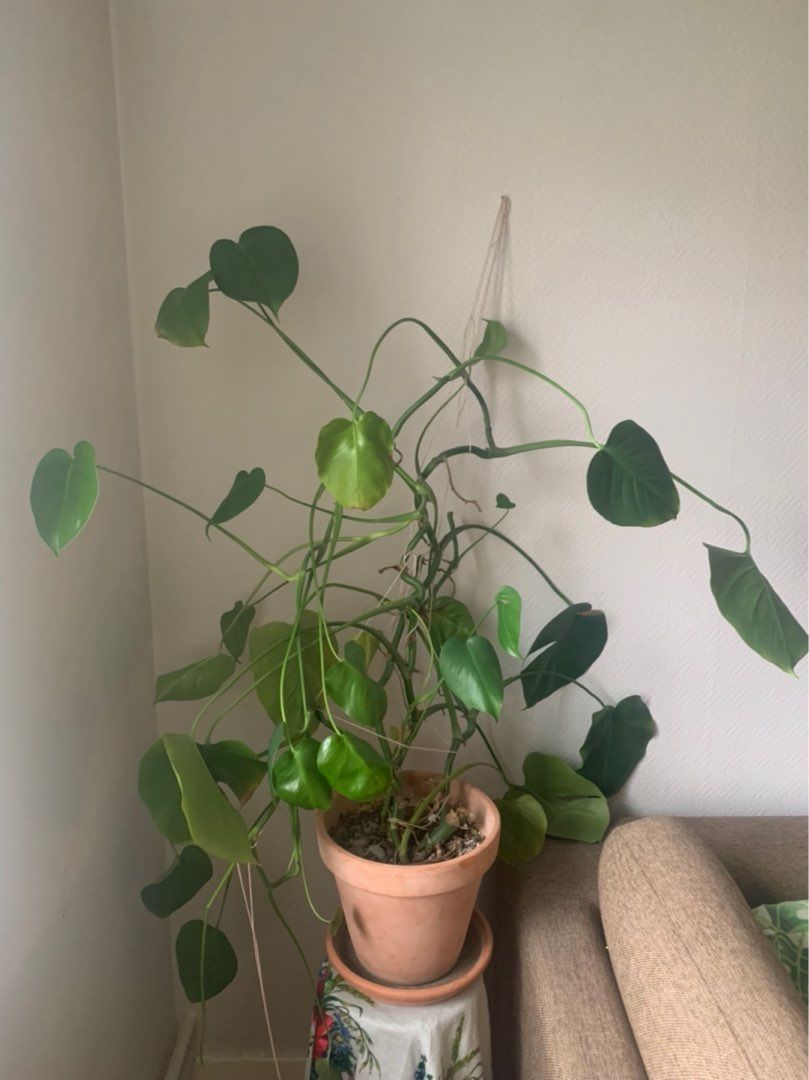 Monstera med potte