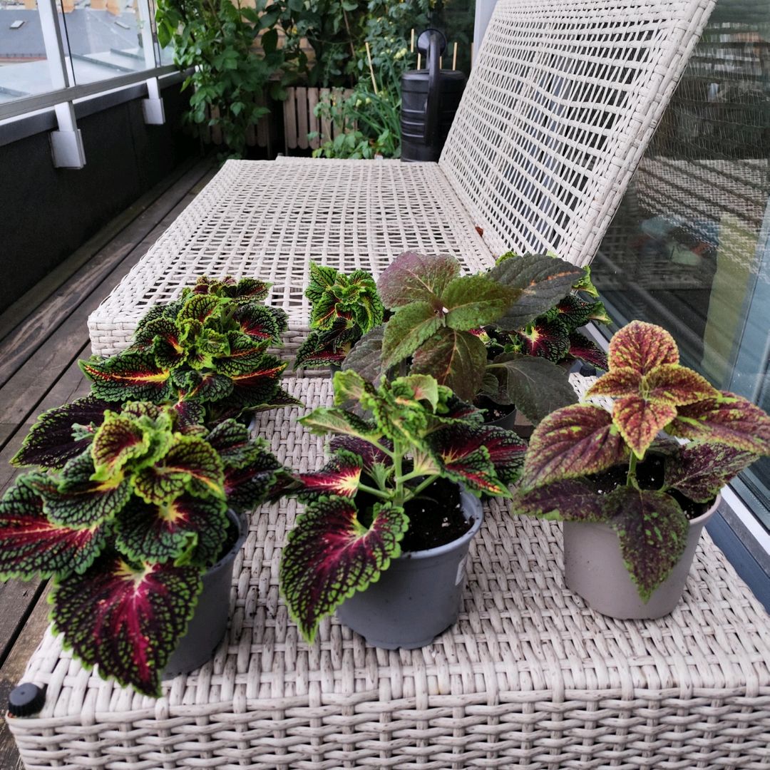 Coleus Stiklinger