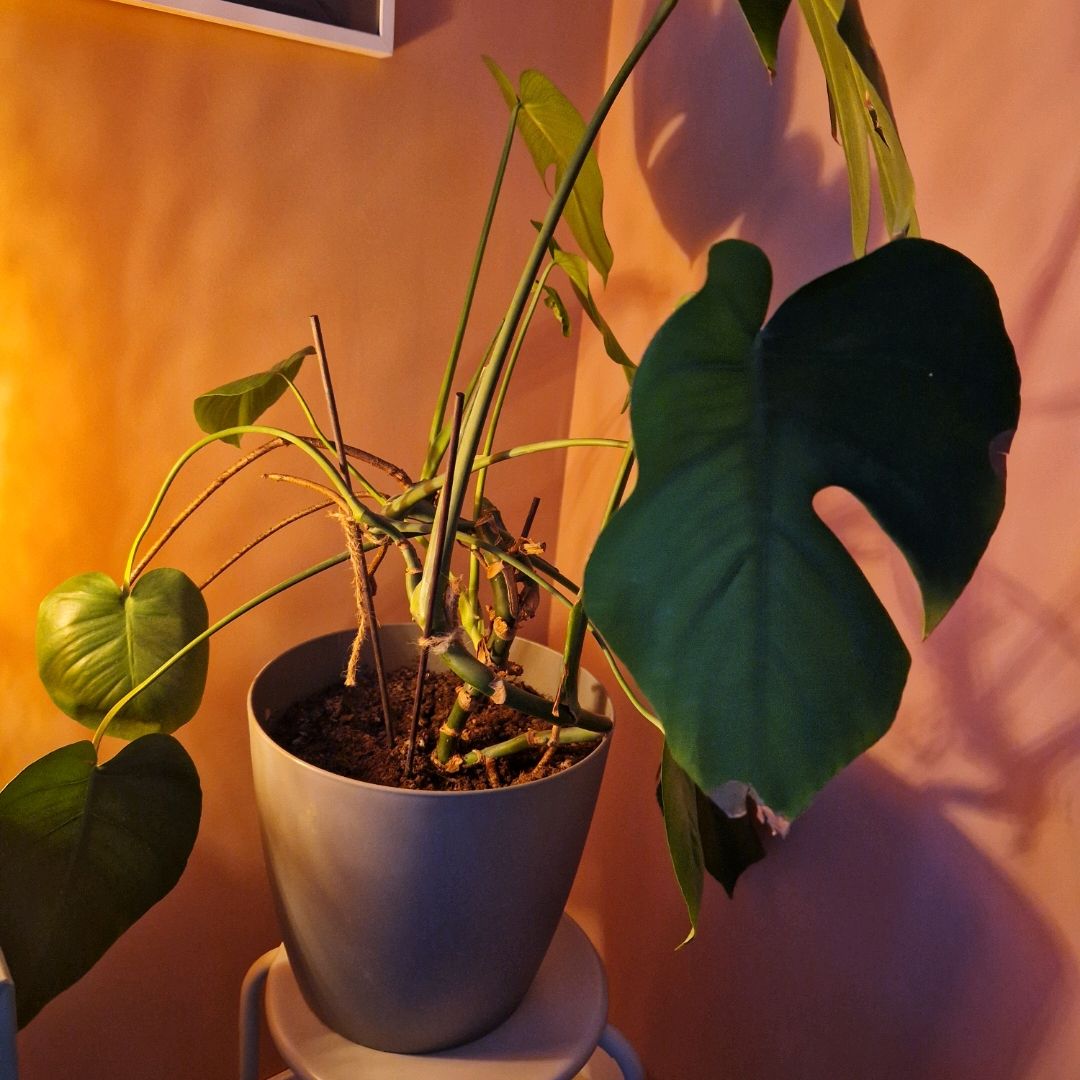 Monstera