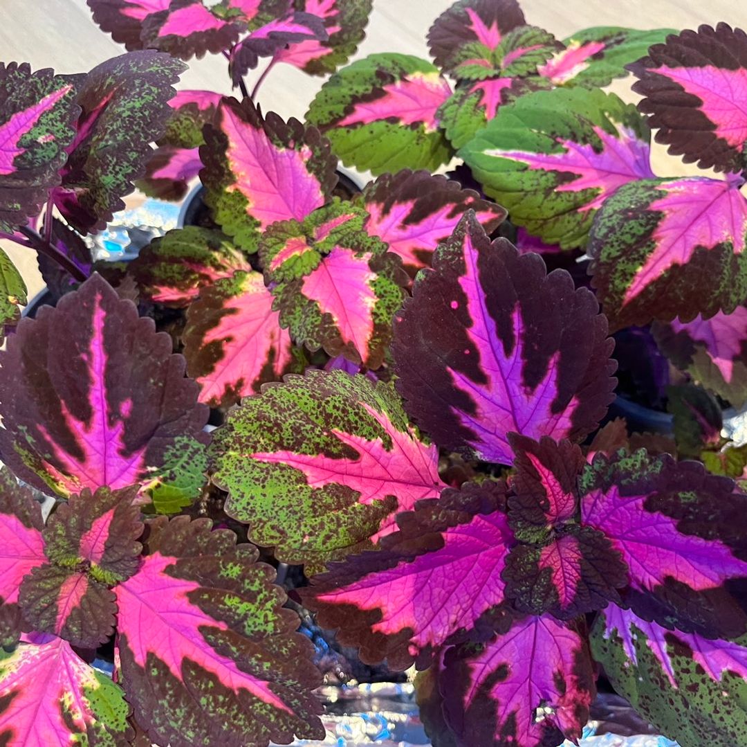 Coleus China rose