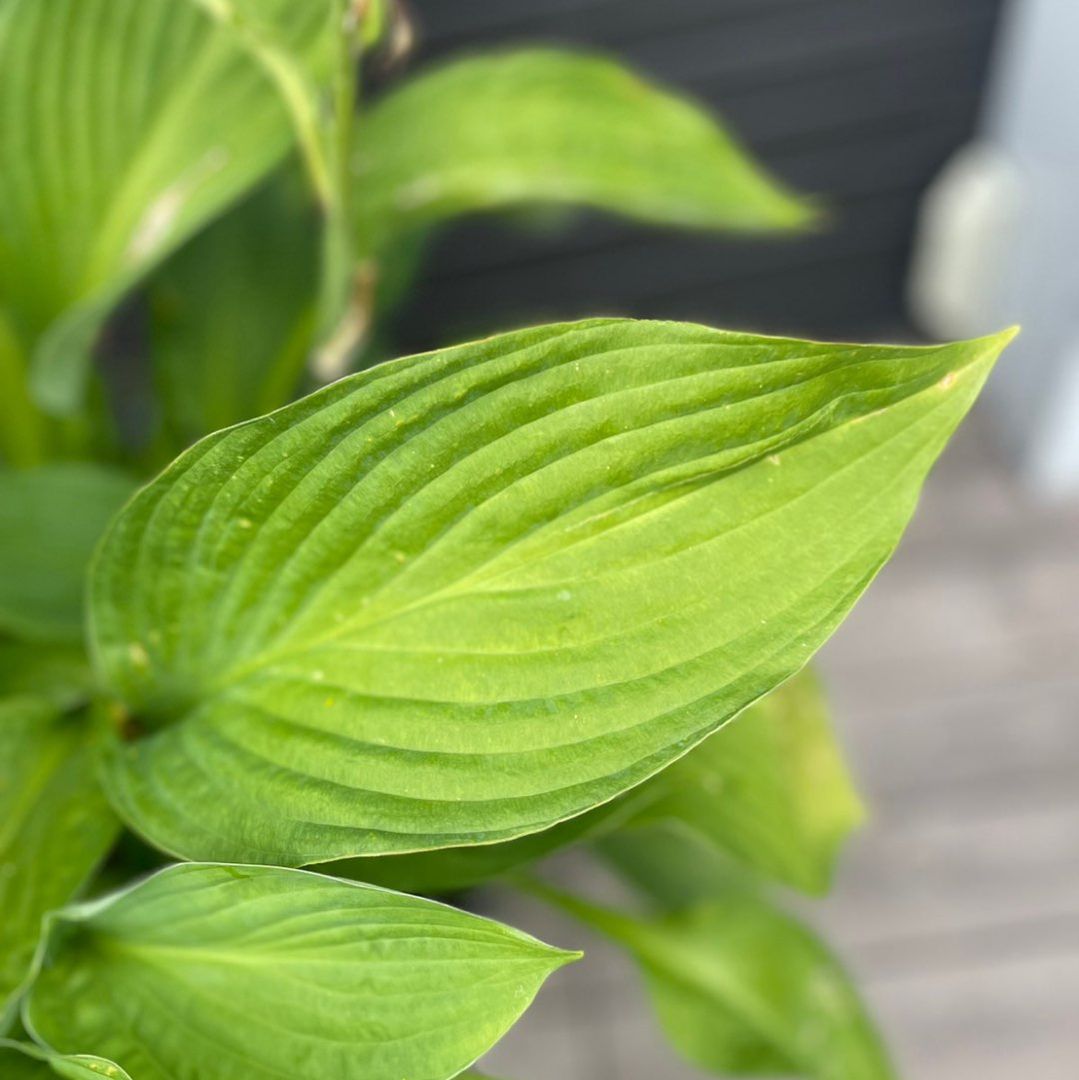 Hosta staude selges