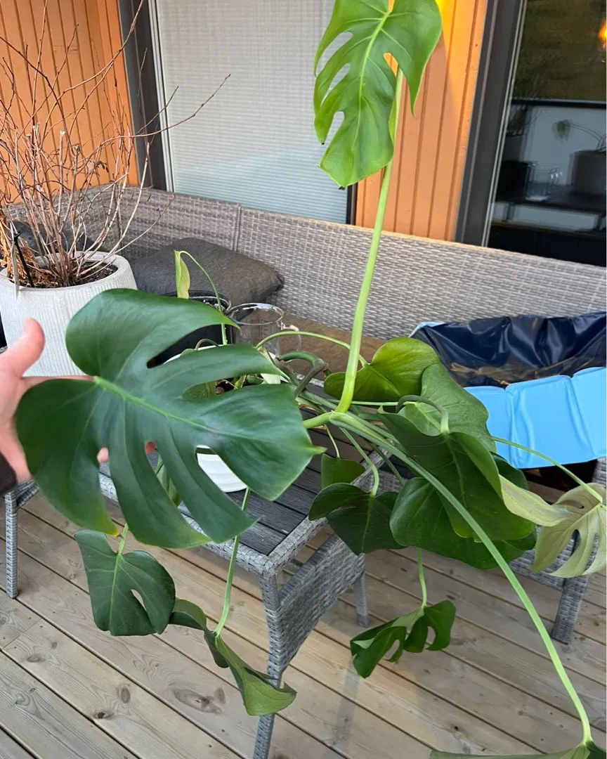 Monstera plante