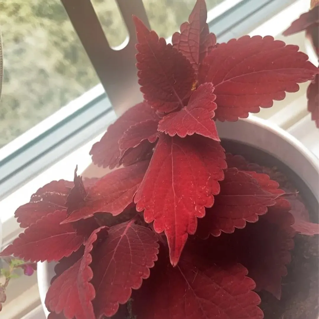 Coleus/praktspragle