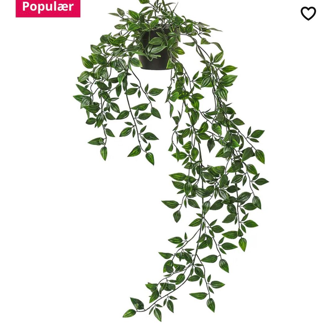 Hænge plante