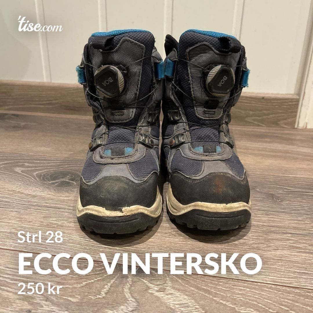 Ecco vintersko