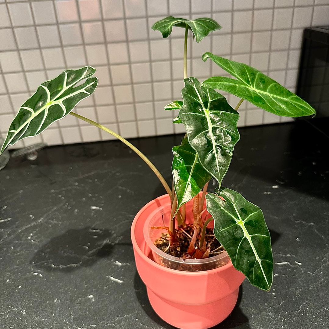 Alocasia Bambino PD