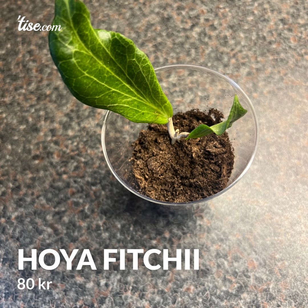 Hoya fitchii