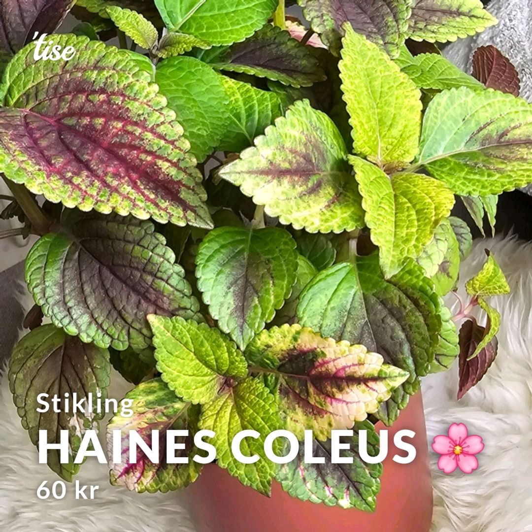 Haines Coleus 🌸